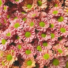 Perennial High Quality Seeds, Small Daisy Seeds, Easy To Grow In All Seasons, Cold-Resistant Potted Plants, Sun-Resistant  Series, Flower Seeds Are Beautiful And Exquisite, And Balcony Seeds Burst. Survival Rate: 98% - 340 seeds - View 4