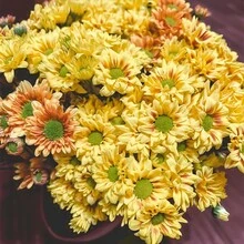 Perennial High Quality Seeds, Small Daisy Seeds, Easy To Grow In All Seasons, Cold-Resistant Potted Plants, Sun-Resistant  Series, Flower Seeds Are Beautiful And Exquisite, And Balcony Seeds Burst. Survival Rate: 98% - 340 seeds - View 5
