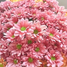 Perennial High Quality Seeds, Small Daisy Seeds, Easy To Grow In All Seasons, Cold-Resistant Potted Plants, Sun-Resistant  Series, Flower Seeds Are Beautiful And Exquisite, And Balcony Seeds Burst. Survival Rate: 98% - 340 seeds - View 2