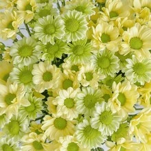 Perennial High Quality Seeds, Small Daisy Seeds, Easy To Grow In All Seasons, Cold-Resistant Potted Plants, Sun-Resistant  Series, Flower Seeds Are Beautiful And Exquisite, And Balcony Seeds Burst. Survival Rate: 98% - 340 seeds - View 3