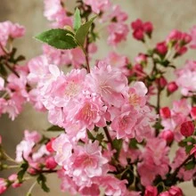 1/2/3支仿真樱花花束，48厘米逼真假花，适用于墙面、客厅、卧室、婚礼、派对装饰、桌面摆设。家居、书桌、厨房、婚礼、餐桌、中心装饰、办公室、花园、户外、房屋、庭院装饰，适合春、夏、秋、冬四季。 - 粉色 - 查看 3
