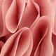 Rosa coral