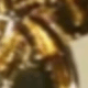 金色