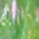 Verde claro transparente LGN