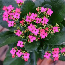 Real Plant Pink Kalanchoe Live Plant Calandiva Plants Fully Rooted In Tree School Bed