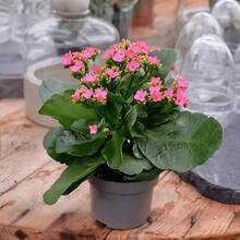 Real Plant Pink Kalanchoe Live Plant Calandiva Plants Fully Rooted In Tree School Bed
