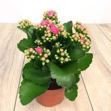 Real Plant Pink Kalanchoe Live Plant Calandiva Plants Fully Rooted In Tree School Bed
