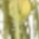 verde menta