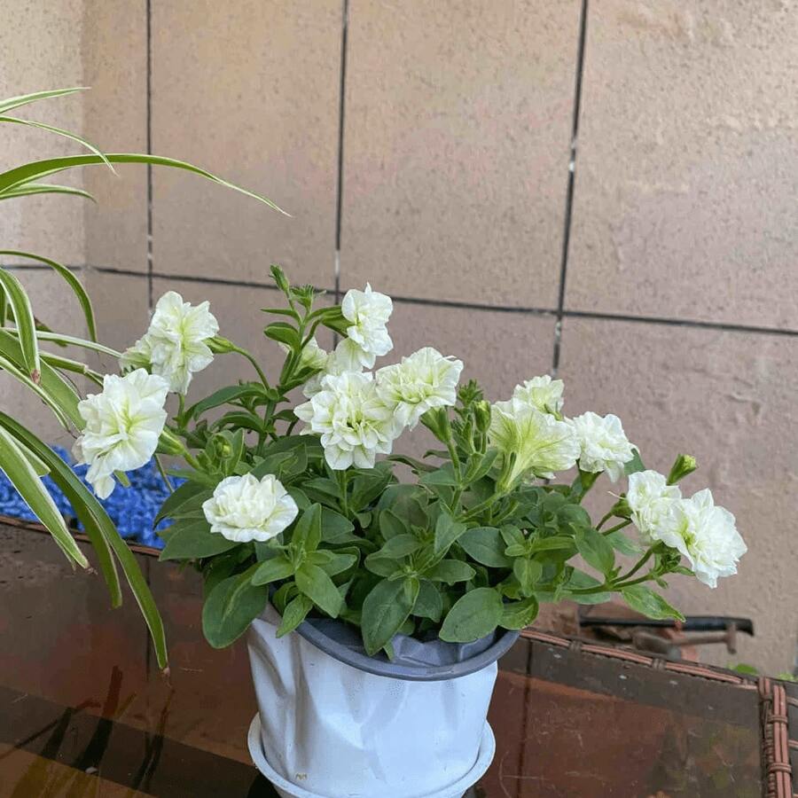 2000 Petunia Seeds: High Germination Rate, Robust Growth - Pet-Friendly & Pollinator Magnet For Gardens, Pots, Planters, Farms & Bedrooms! Enjoy Glowing Flowers Everywhere! - 2000+ - 查看 1