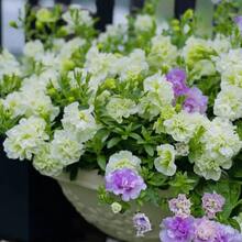 2000 Petunia Seeds: High Germination Rate, Robust Growth - Pet-Friendly & Pollinator Magnet For Gardens, Pots, Planters, Farms & Bedrooms! Enjoy Glowing Flowers Everywhere! - 2000+ - 查看 3