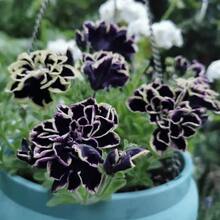 2000 Petunia Seeds: High Germination Rate, Robust Growth - Pet-Friendly & Pollinator Magnet For Gardens, Pots, Planters, Farms & Bedrooms! Enjoy Glowing Flowers Everywhere! - 2000+ - 查看 4