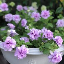 2000 Petunia Seeds: High Germination Rate, Robust Growth - Pet-Friendly & Pollinator Magnet For Gardens, Pots, Planters, Farms & Bedrooms! Enjoy Glowing Flowers Everywhere! - 2000+ - 查看 5