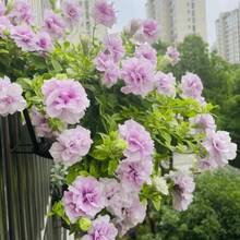 2000 Petunia Seeds: High Germination Rate, Robust Growth - Pet-Friendly & Pollinator Magnet For Gardens, Pots, Planters, Farms & Bedrooms! Enjoy Glowing Flowers Everywhere! - 2000+ - 查看 2