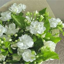 Jasmine Flower Seeds For Planting - 100 Seeds - View 5