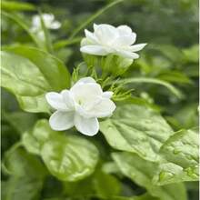 Jasmine Flower Seeds For Planting - 100 Seeds - View 4