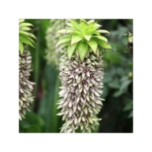 HARBOR SHOE 
 New Rare Pineapple Lily Seeds, Hardy And Suitable For All Seasons, Suitable For DIY Gardens, Home Gardens, Pots And Yards - An Ideal Gardening Gift - 100 Seeds - View 5