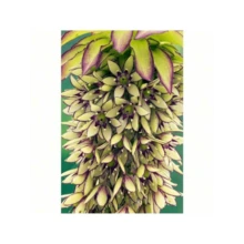 HARBOR SHOE 
 New Rare Pineapple Lily Seeds, Hardy And Suitable For All Seasons, Suitable For DIY Gardens, Home Gardens, Pots And Yards - An Ideal Gardening Gift - 100 Seeds - View 3
