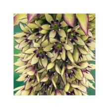 HARBOR SHOE 
 New Rare Pineapple Lily Seeds, Hardy And Suitable For All Seasons, Suitable For DIY Gardens, Home Gardens, Pots And Yards - An Ideal Gardening Gift - 100 Seeds - View 6