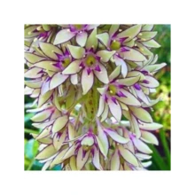 HARBOR SHOE 
 New Rare Pineapple Lily Seeds, Hardy And Suitable For All Seasons, Suitable For DIY Gardens, Home Gardens, Pots And Yards - An Ideal Gardening Gift - 100 Seeds - View 1