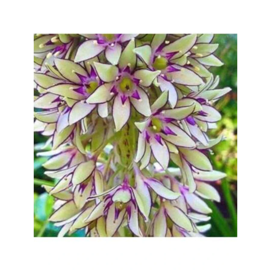 HARBOR SHOE 
 New Rare Pineapple Lily Seeds, Hardy And Suitable For All Seasons, Suitable For DIY Gardens, Home Gardens, Pots And Yards - An Ideal Gardening Gift - 100 Seeds - View 1