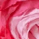 Rosa Fucsia