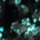 Metallic Teal