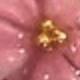 粉色