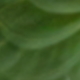 màu xanh lá