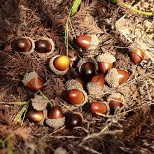 20pcs/50pcs/100pcs Artificial Mini Acorns, Fake Fruit Props Lifelike Oak Nut Plants Model Craft For Photography Props,Party Decoration,Autumn Decorations,Home Kitchen Table Decor, Thanksgiving Halloween Christmas Festival Decorative Ornaments ,Perfect For DIY Crafts, Home Decor, Party Favors,Party Favor Supplies