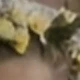 متعدد الألوان