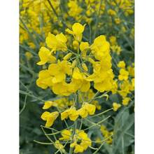 Exceptional Quality Canola Seeds: Handpicked Treasures For A Captivating Canola Vision - 5000PCS - View 5