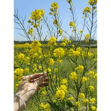 Exceptional Quality Canola Seeds: Handpicked Treasures For A Captivating Canola Vision - 5000PCS - View 1