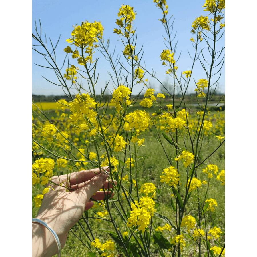 Exceptional Quality Canola Seeds: Handpicked Treasures For A Captivating Canola Vision - 5000PCS - View 1