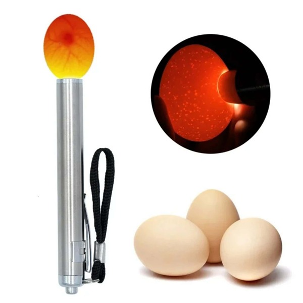 Eier-Inkubator Eierprüfer, LED Mini Taschenlampe Schlupf Werkzeug, Edelstahl LED Eiertester - Handgehaltener Fruchtbarkeitsprüfer mit ergonomischem Griff und klaren visuellen Anzeigen für optimale Überwachung der Eirentwicklung, kompaktes tragbares Design (Batterien nicht enthalten)