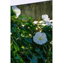 Moonflower Seeds: A Celestial Gift Of Nighttime Floral Splendor - 150Pcs - View 3