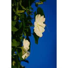 Moonflower Seeds: A Celestial Gift Of Nighttime Floral Splendor - 150Pcs - View 2