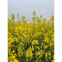 Exceptional Quality Canola Seeds: Handpicked Treasures For A Captivating Canola Vision - 5000PCS - View 3