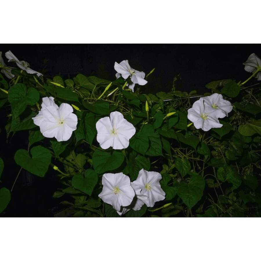 Moonflower Seeds: A Celestial Gift Of Nighttime Floral Splendor - 150Pcs - View 1