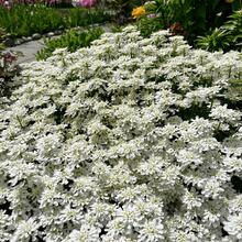 5000 Iberis Seeds In Assorted Hues: High Germination Rate, Strong Survival.Ideal For Gardens, Pots, Potted Arrangements, And Even Bedroom Planters.