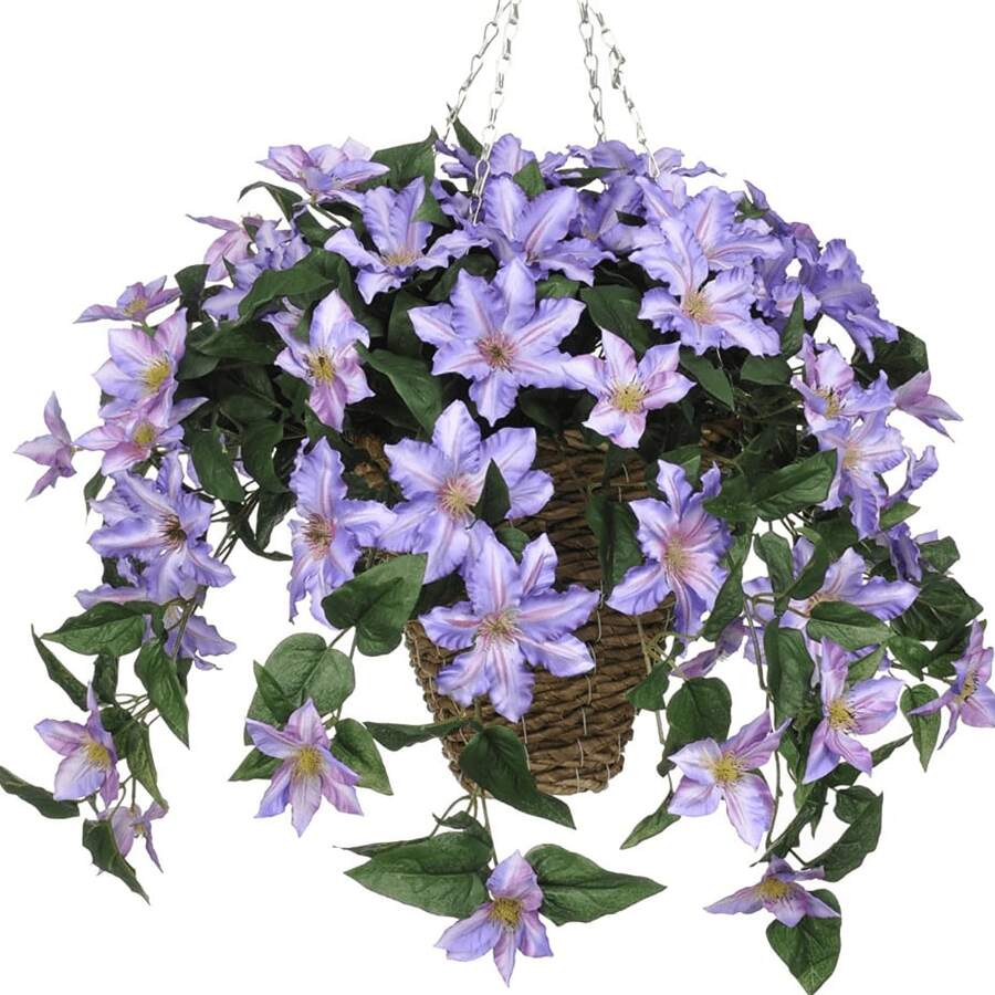 Clematis Climbing Seeds For Planting - 120粒種子 - 查看 1