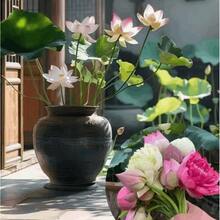 15 Pre-Grown Buds Mixed Colors Lotus Seeds In Pots - Ready To Plant, Suitable For Indoor And Outdoor Aquarium Gardens, Including Planting Guide, Easy To Grow, Requires Minimal Care Pre-Grown Seeds - 15個 - 查看 3