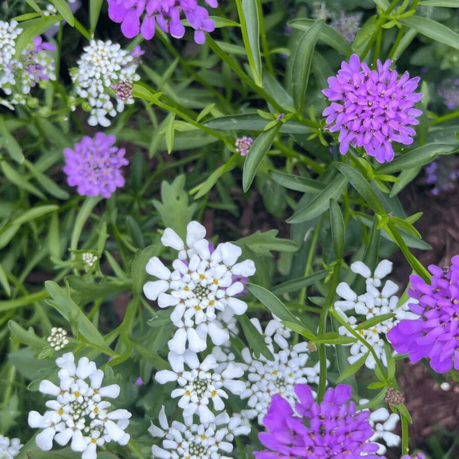 5000 Iberis Seeds In Assorted Hues: High Germination Rate, Strong Survival.Ideal For Gardens, Pots, Potted Arrangements, And Even Bedroom Planters.