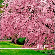Cherry Blossom Seeds For Planting - 50 Seeds - View 2
