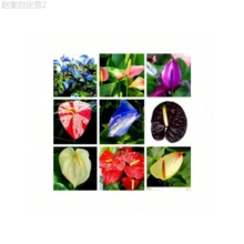 Adad111 300 Mixed Color Anthurium Seeds Rare Anthurium Botanical Garden Flower - mặc định - Xem 8