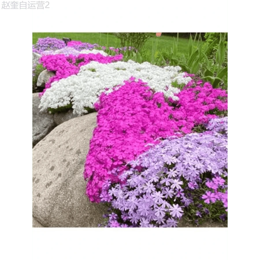 Adad111 1000 Phlox Seeds For Planting Mixed Color - Popstars Phlox Creeping Perennial Ground Cover - Annual Flower Seeds For Home And Garden - 1000 - View 1