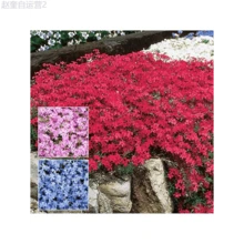 Adad111 1000 Phlox Seeds For Planting Mixed Color - Popstars Phlox Creeping Perennial Ground Cover - Annual Flower Seeds For Home And Garden - 1000 - View 3