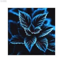 SADAZIN 20 Coleus Seeds Rare Color Blue Black Green Flower Plant Lawn - 1 - 查看 1