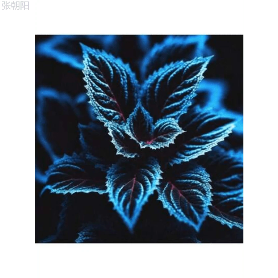 SADAZIN 20 Coleus Seeds Rare Color Blue Black Green Flower Plant Lawn - 1 - 查看 1