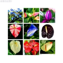 Adad111 300 Mixed Color Anthurium Seeds Rare Anthurium Botanical Garden Flower - mặc định - Xem 1