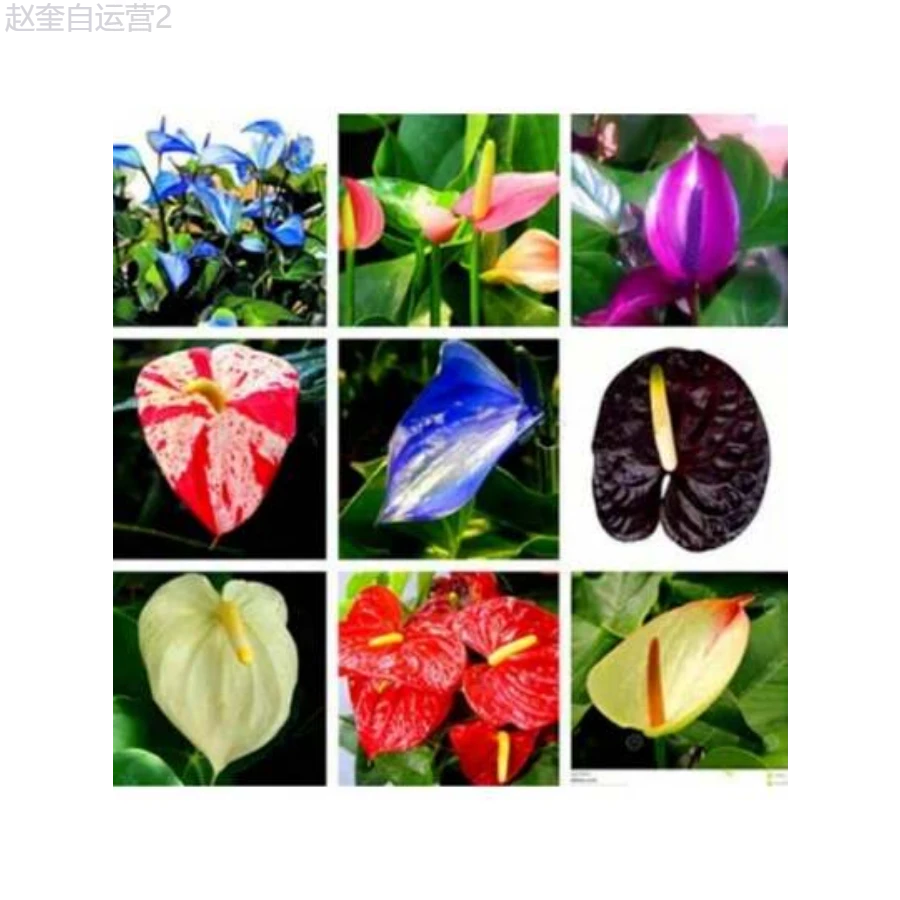 Adad111 300 Mixed Color Anthurium Seeds Rare Anthurium Botanical Garden Flower - mặc định - Xem 1